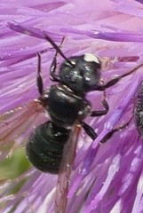 Ceratina cyanea