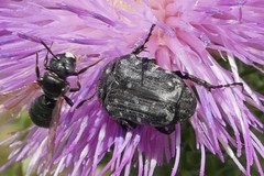 Ceratina cyanea