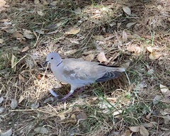 Streptopelia decaocto