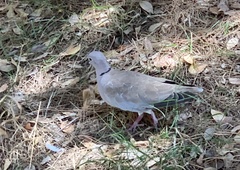 Streptopelia decaocto