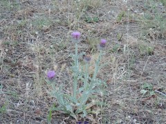 Hordeum murinum leporinum