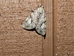 Catocala amica