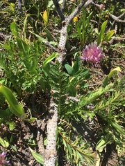 Trifolium parryi