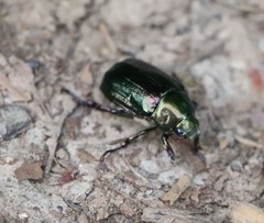 Anomala dubia