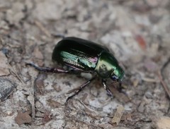 Anomala dubia