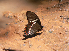 Papilio menatius