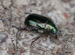 Anomala dubia
