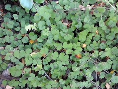Hydrocotyle elongata