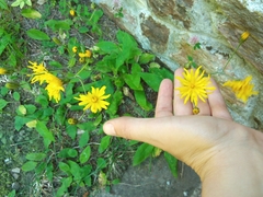 Hieracium lepidulum