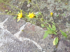 Hieracium lepidulum