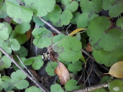 Hydrocotyle elongata