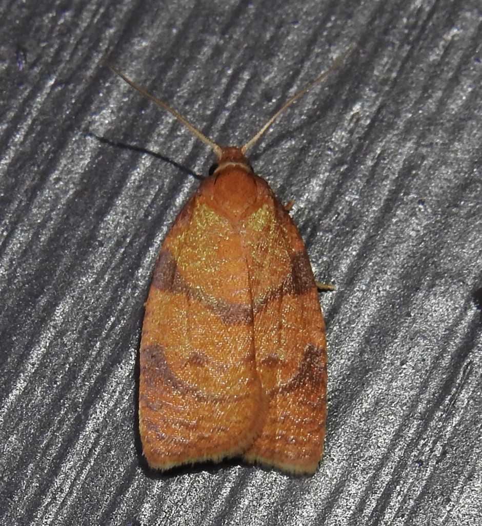 Chokecherry Leafroller Moth