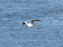 Chroicocephalus ridibundus