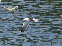 Larus michahellis