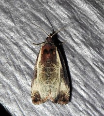 Olethreutes inornatana