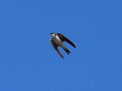Delichon urbicum