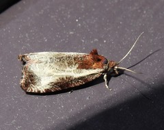 Olethreutes inornatana