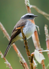 Ochthoeca rufipectoralis