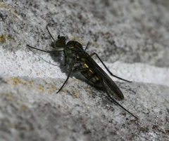 Liancalus virens