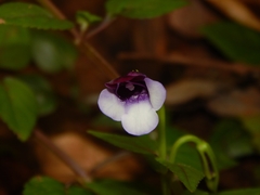 Torenia bicolor