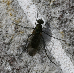 Liancalus virens