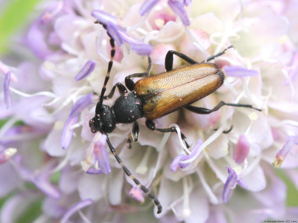 Stictoleptura maculicornis