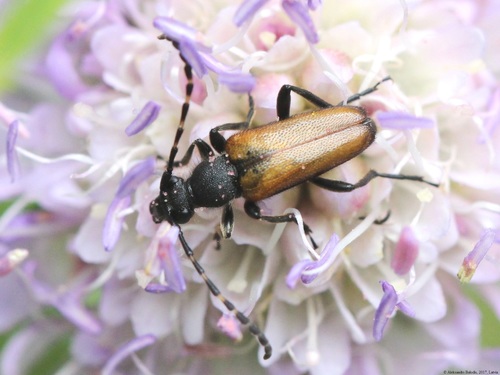 Dėmėtaūsis žieduolis nuotrauka