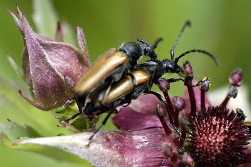 Dėmėtaūsis žieduolis nuotrauka