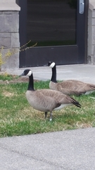Branta canadensis