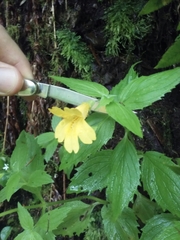 Erythranthe dentata