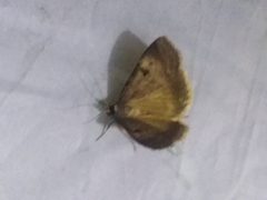Lygephila ludicra