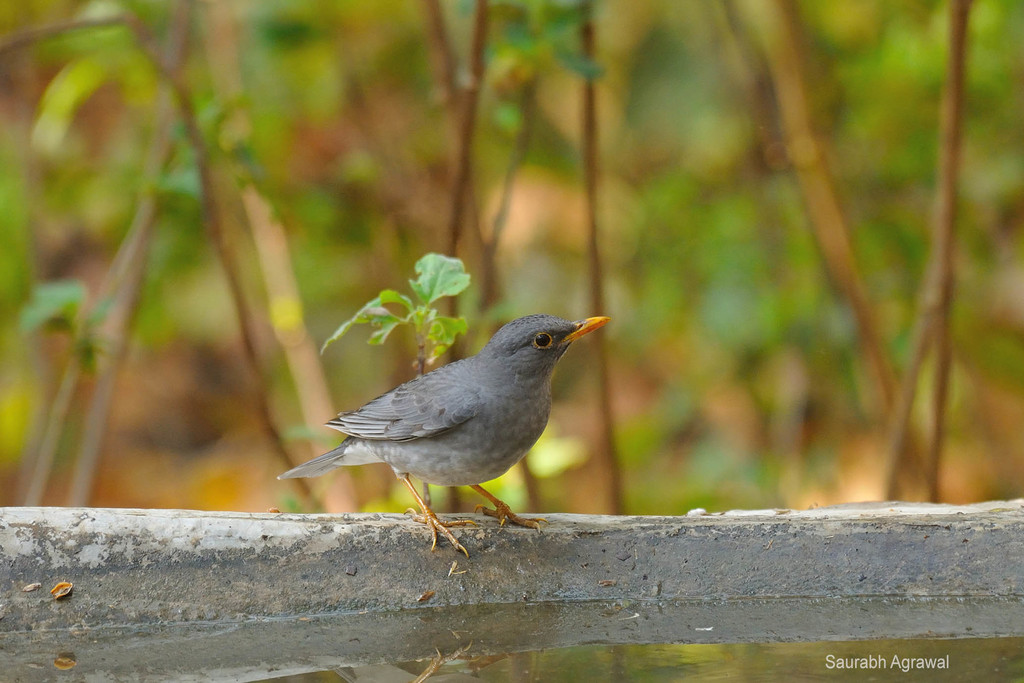 Tickell's Thrush photo