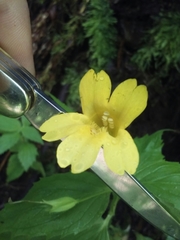 Erythranthe dentata