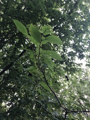 Prunus padus