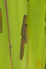 Rhadinoceraea micans