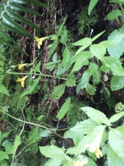Erythranthe dentata