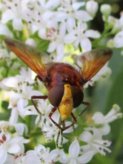 Volucella zonaria