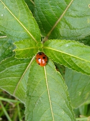 Coccinella septempunctata