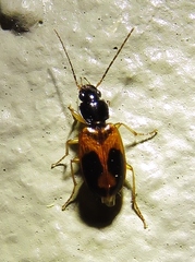 Badister elegans