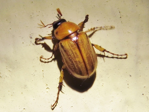 Masked Chafers and Rice Beetles (Tribe Cyclocephalini) · iNaturalist