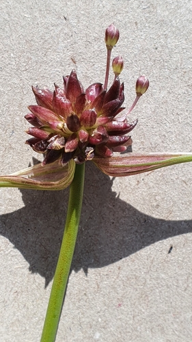 Laukinis česnakas nuotrauka