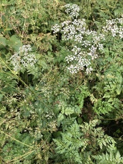 Anthriscus sylvestris