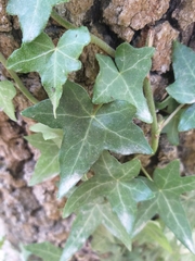 Hedera helix