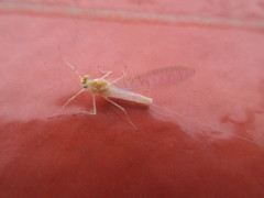 Maccaffertium terminatum terminatum