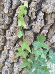 Hedera helix