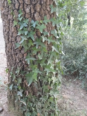 Hedera helix