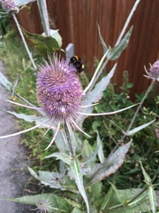 Dipsacus fullonum