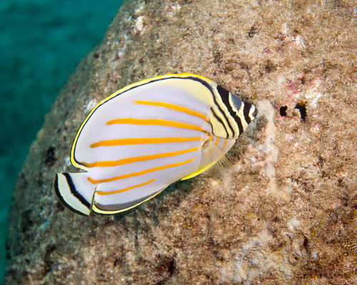 Ornate Butterflyfish