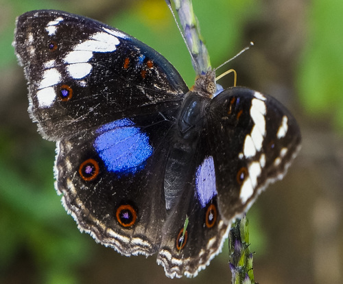 Blue-spot Pansy