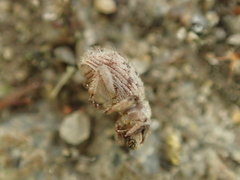 Trachyphloeus scabriculus